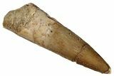 Fossil Spinosaurus Tooth - Real Dinosaur Tooth #268444-1